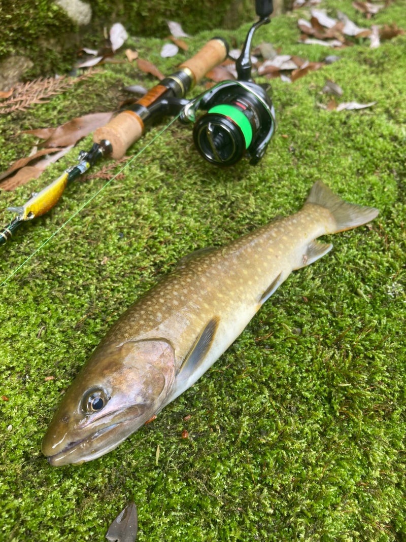 ファインテール542ULと十津川の大物イワナ