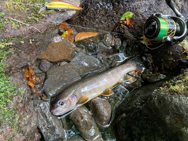郡上で渓流ルアーで釣ったイワナ