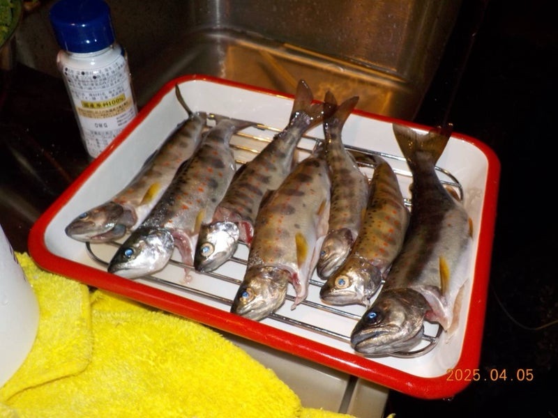 十津川渓流で釣ったアマゴたち