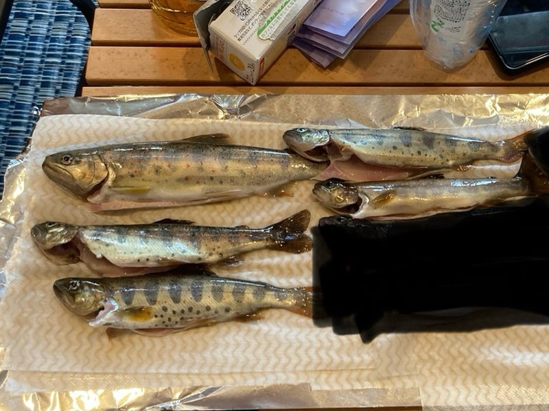 岐阜県郡上市寒水川で、BBQ用にルアーで釣ったアマゴとイワナ