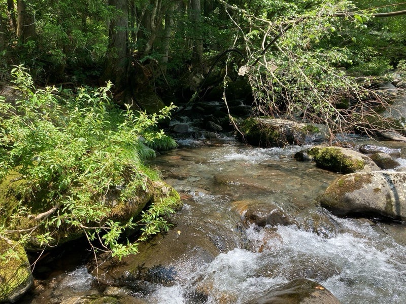 2025.7.5岐阜県郡上市寒水川の上流部