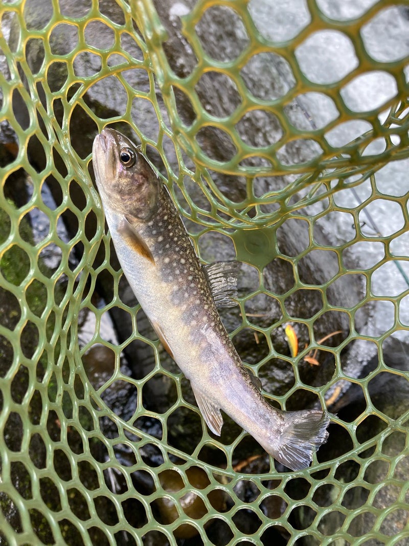 2025.7.5岐阜県郡上市寒水川の上流部にて、リュウキ50ｓアカキンで釣ったイワナ