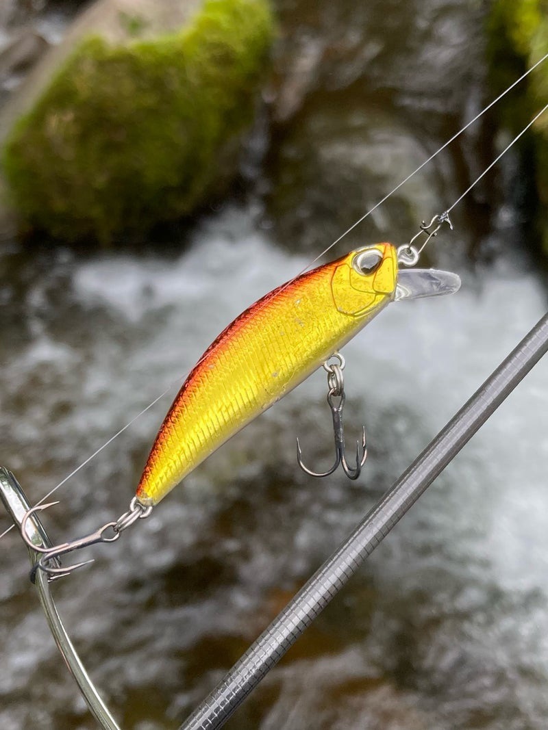 2025.7.5岐阜県郡上市寒水川の上流部で活躍したリュウキ50ｓアカキン