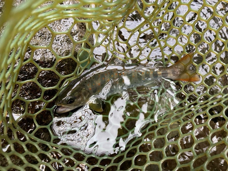 2025.7.5岐阜県郡上市寒水川の上流部にて、リュウキ50ｓアカキンで釣ったイワナ