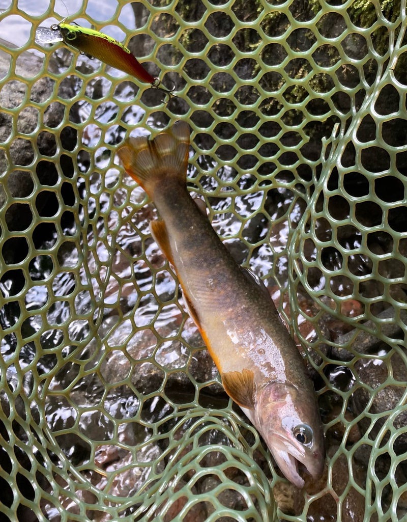 シルバークリークミノー61ｓで釣れた24ｃｍのイワナ