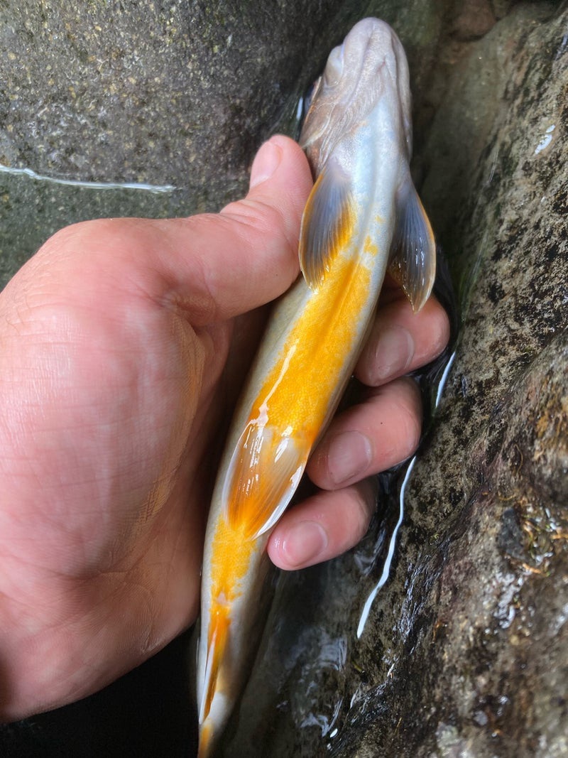 24cmのイワナは見事なオレンジベリー