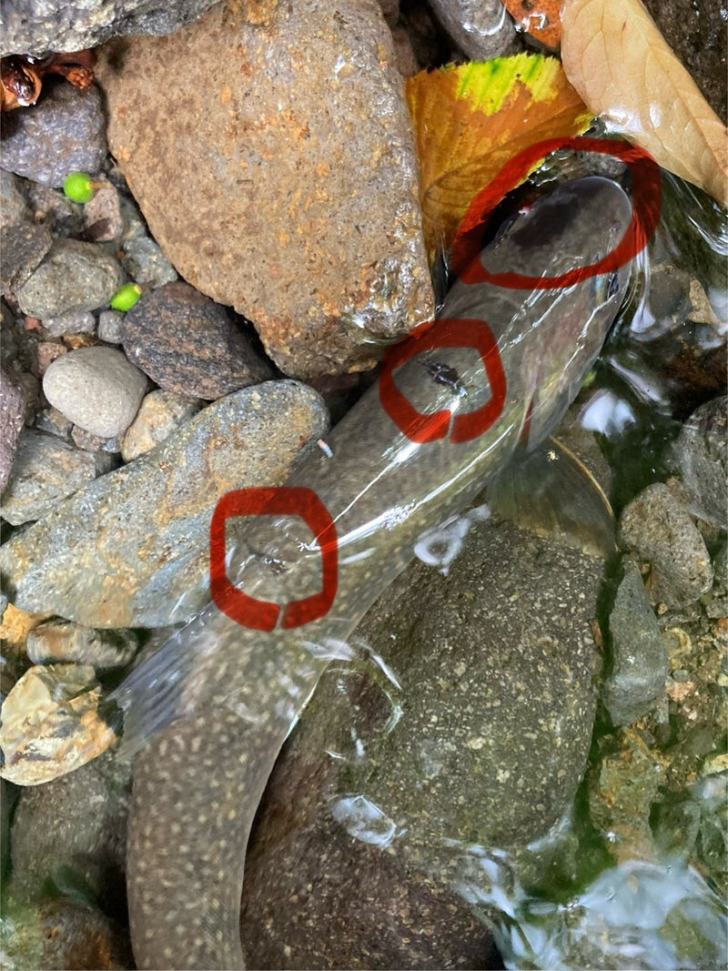 ２４ｃｍのイワナは鳥にやられた傷があった