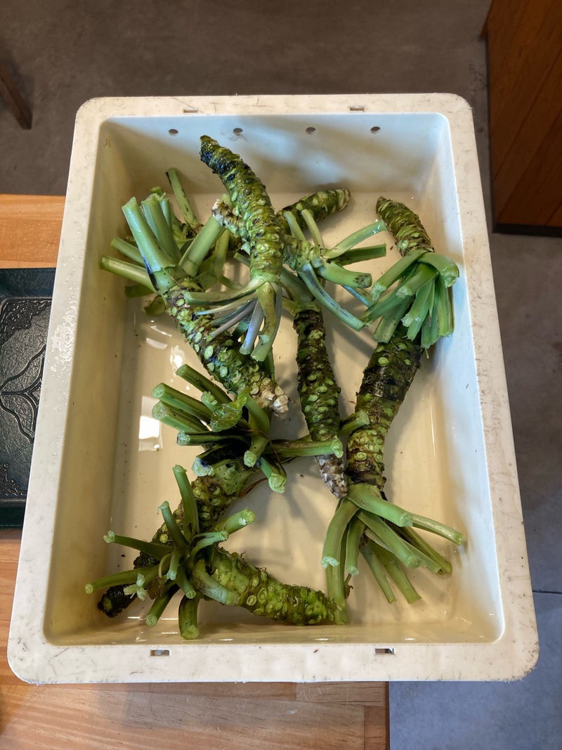 郡上市の本わさび