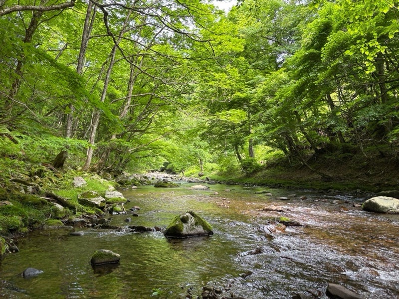 2025.6.1岐阜県郡上市の亀尾島川上流部