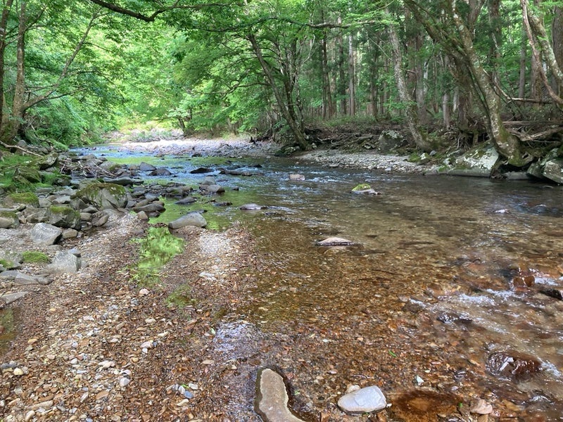 2025.6.1岐阜県郡上市の亀尾島川上流部の風景