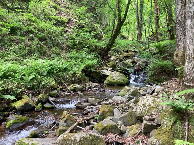 岐阜県郡上市・亀尾島川上流部の枝沢