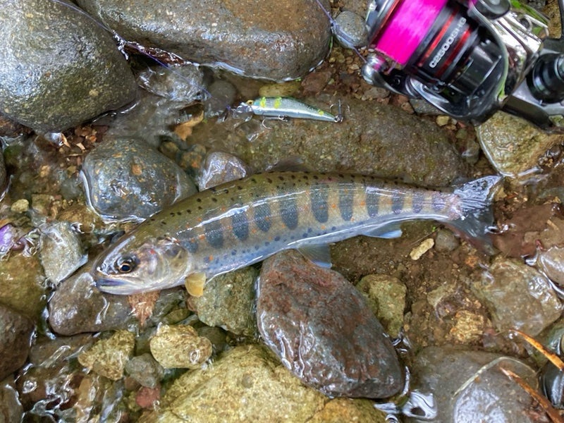 郡上市、長良川水系の寒水川でDコンタクトで釣った天然アマゴ