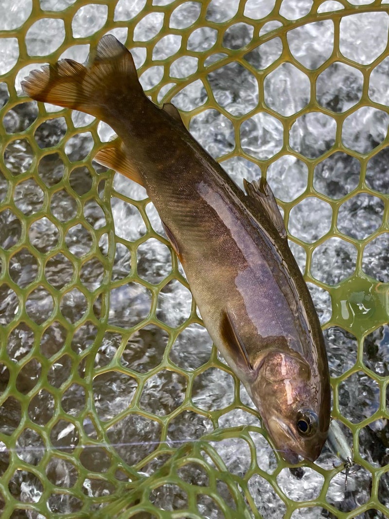 郡上市、長良川水系の寒水川でDコンタクトで釣ったイワナ。ヤマトイワナの血が入ってる？
