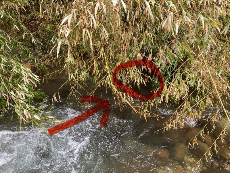 イワナがいたポイント