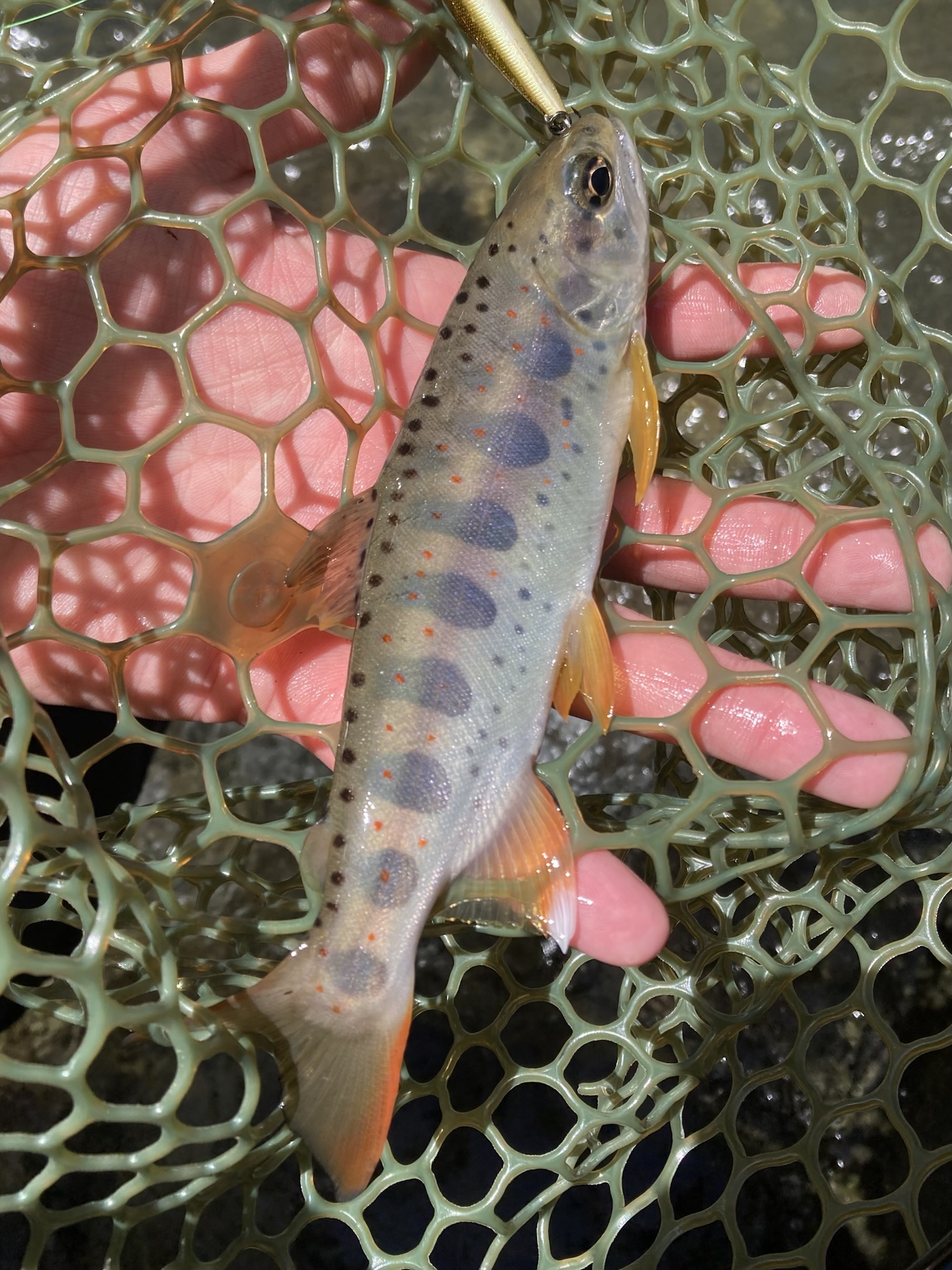 郡上市、長良川水系の寒水川でリュウキ50ｓで釣ったイワナ