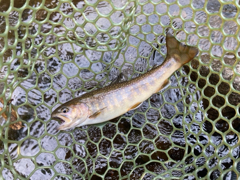 郡上市、長良川水系の寒水川でリュウキ50ｓで釣ったイワナ