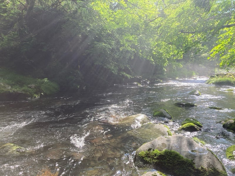 雨上がりの渓に差し込む爽やかで幻想的な木漏れ日