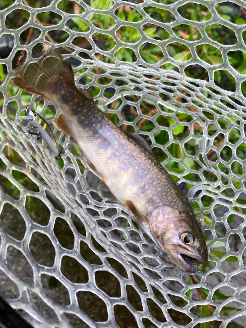 長良川水系、郡上エリアの寒水川にてDコンタクトで釣ったイワナ