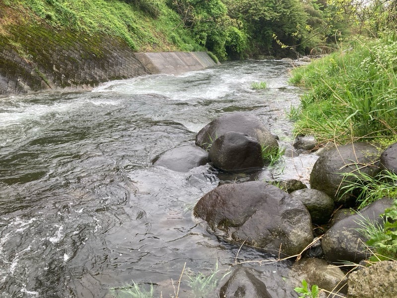 5月、大雨のあとで大増水の栗巣川。強い流れで濁っていたが、大きなニジマス（レインボートラウト）がルアーで釣れた。