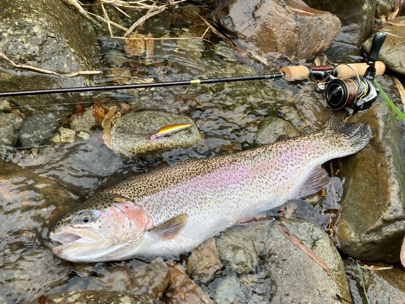 5月、大雨のあとで大増水の長良川水系の郡上エリアにある栗巣川。強い流れで濁っていたが、大きなニジマス（レインボートラウト）がルアーで釣れた。
ルアーはダイワのシルバークリークミノーダートカスタム53ｓ
ロッドはシマノのカーディフネイティブスペシャルｓ４７ＵＬ
リールはツインパワー