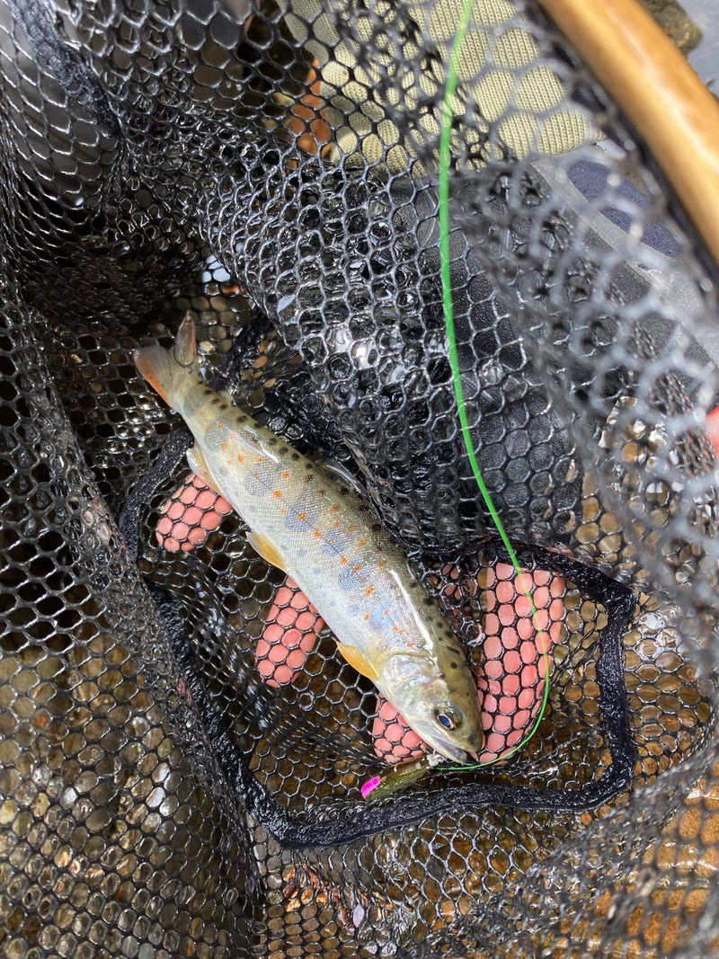 4月の寒い十津川渓流で、釣れたアマゴ17ｃｍ