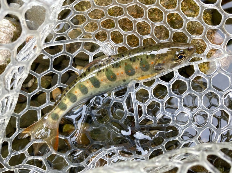 4月の寒い十津川渓流で、釣れた天然アマゴ19ｃｍ