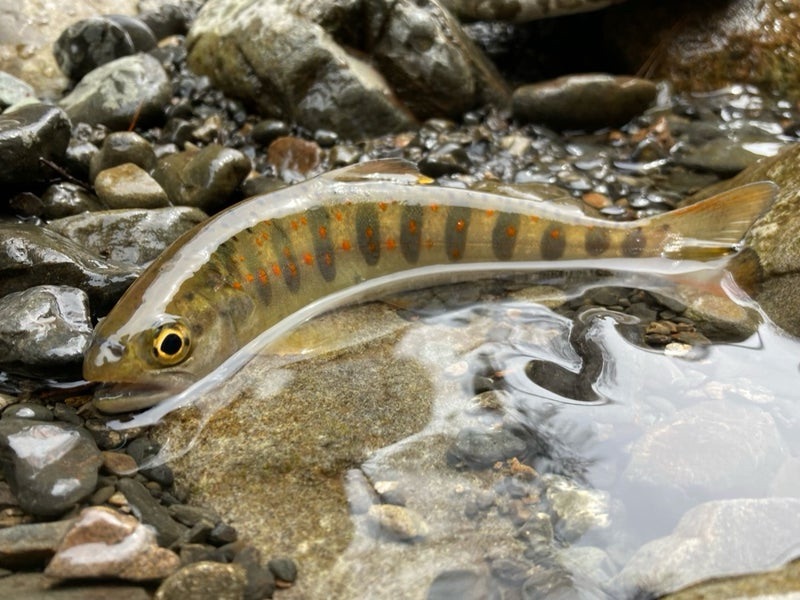 4月の寒い十津川渓流で、釣れたアマゴ18ｃｍ。美しい魚体が印象的。