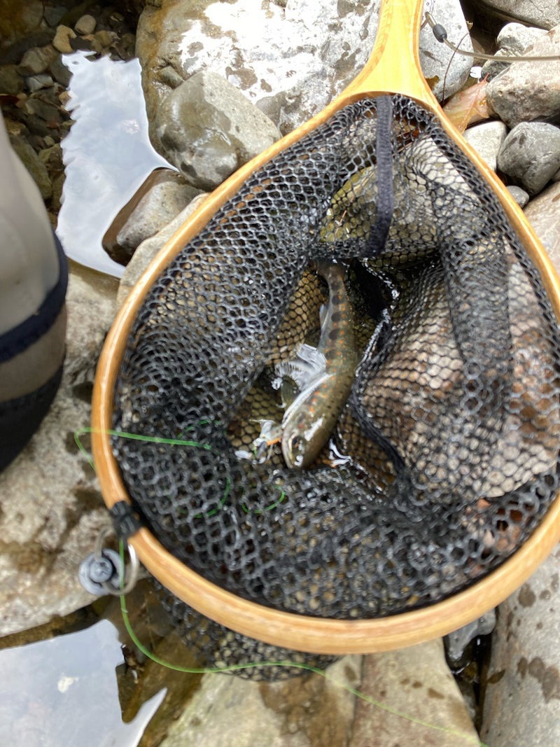 4月の寒い十津川渓流で、釣れたアマゴ16ｃｍ