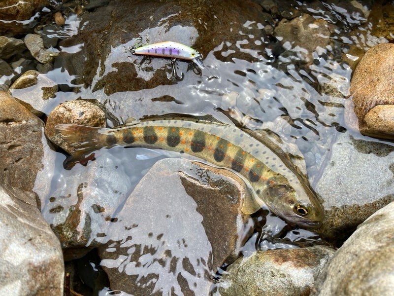 4月の寒い十津川渓流で、Dコンタクト50で釣れたアマゴ
