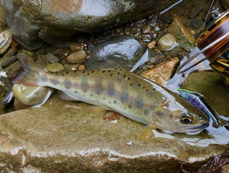 4月の寒い十津川渓流で、Dコンタクト50で釣れた20ｃｍのアマゴ。天然らしい綺麗な魚体。