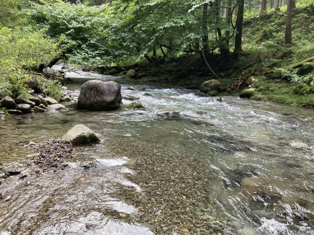 増水した郡上の枝沢の様子1