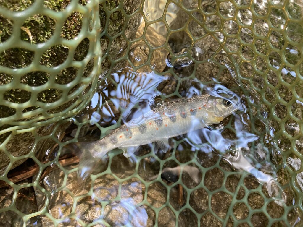 郡上の枝沢で釣った天然アマゴ15cm