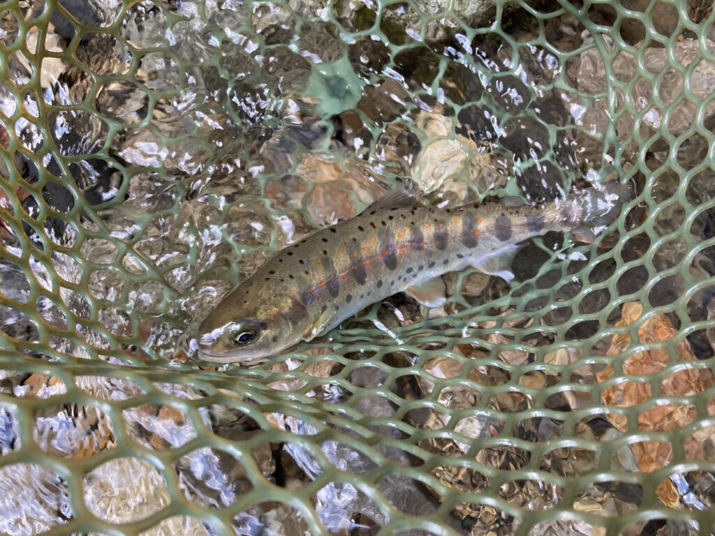 最後の堰堤でヒットした20cm程のアマゴ