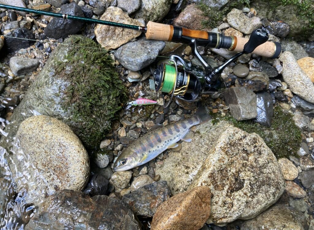 郡上市吉田川の枝沢の好ポイントでルアーで釣れたアマゴ20cm