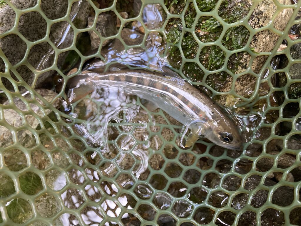 8/14に郡上の枝沢でルアーで釣った天然アマゴ18cm