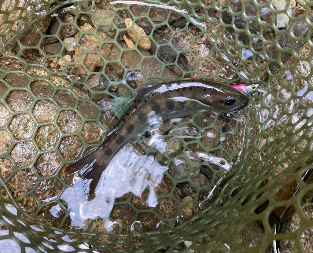 郡上の枝沢で釣った天然アマゴ17cm