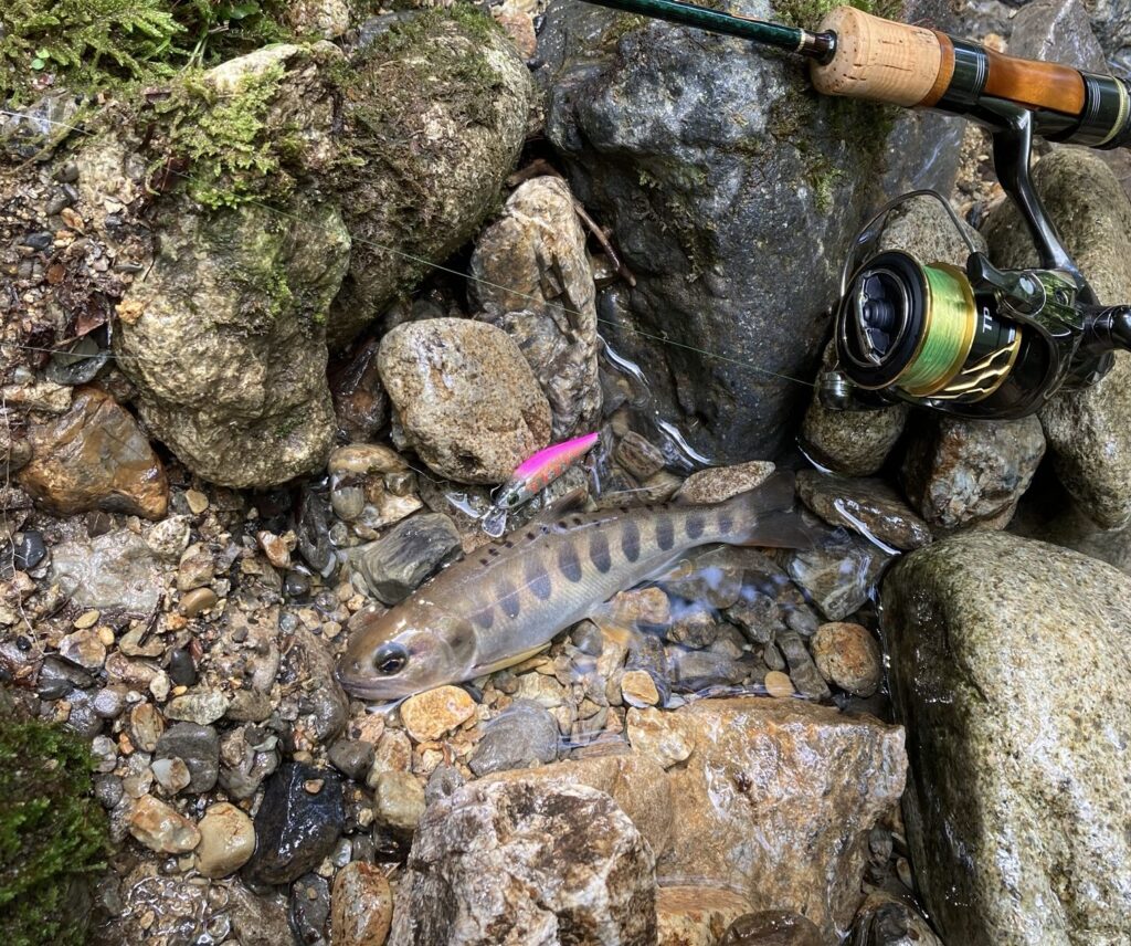 本日の最大サイズとなった21cmのアマゴ。ほとんど朱点がない。