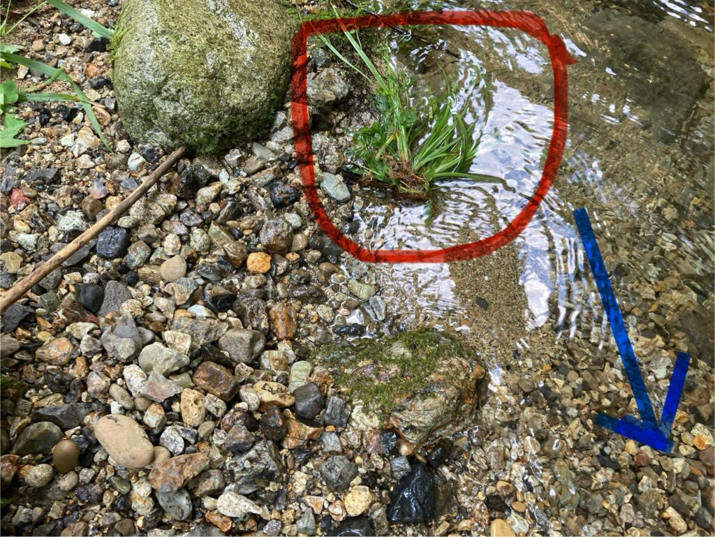 不自然に倒れた草(先行者の足跡)