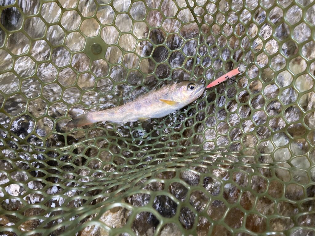 トンネルからの落ち込みでヒットしたアマゴ