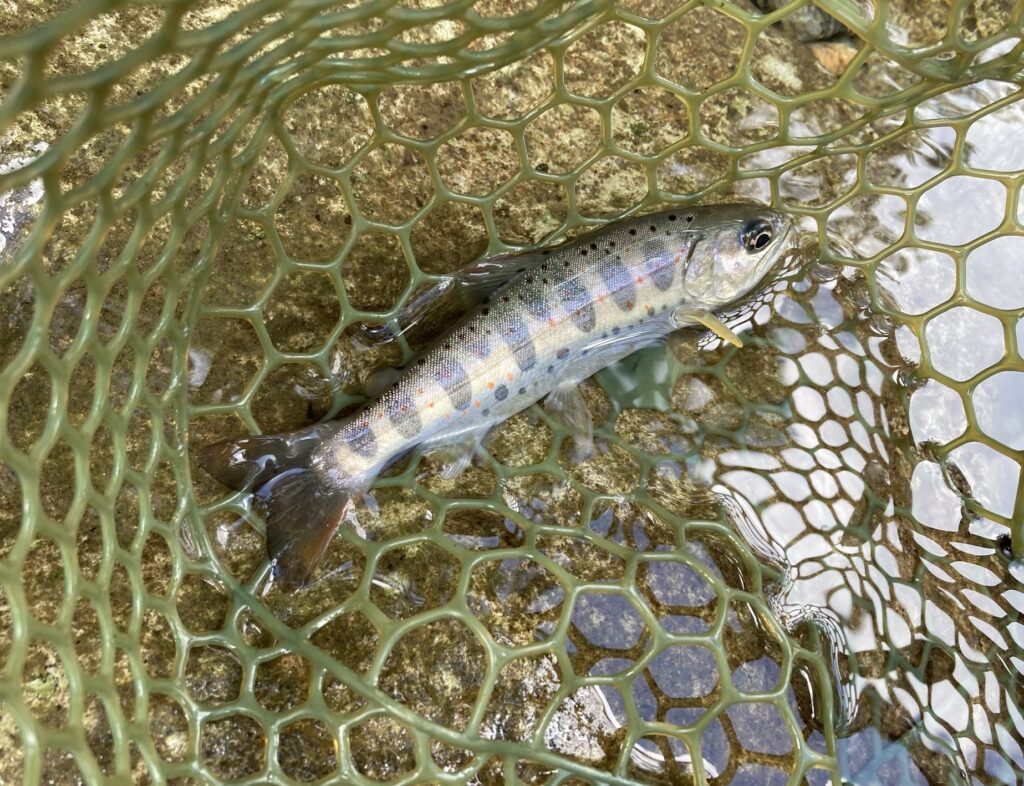 郡上の枝沢で釣った天然アマゴ15cm