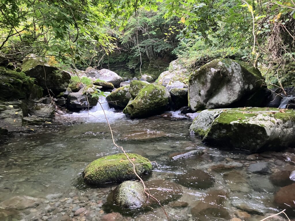 ヤマトイワナがいる郡上渓流（長良川水系）の最上流部
