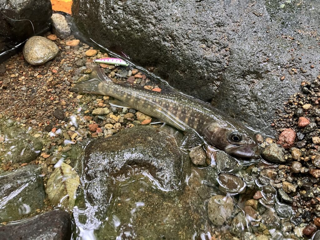 郡上渓流の源流部でヒットした21ｃｍのイワナ