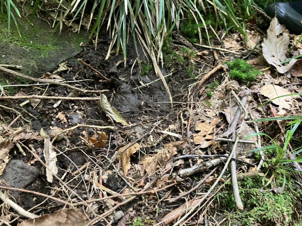 地面に散らばる枯れ葉と小枝がある自然の風景。草や苔が点在する場所で、周囲は静かな環境のように見える。