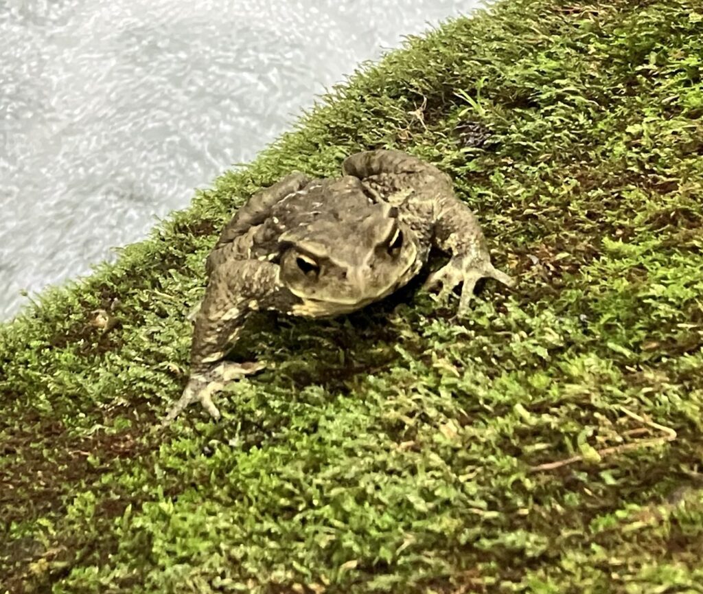 郡上の渓流で見かけたニホンヒキガエルと思われるカエル