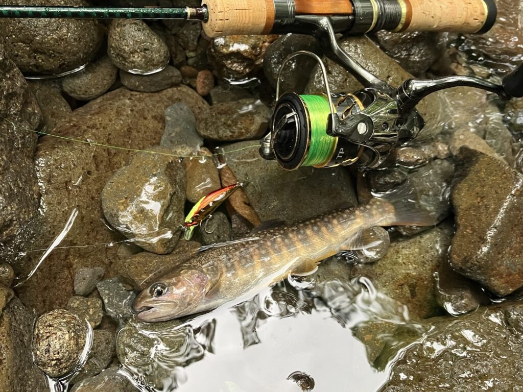 郡上渓流の最上流で釣れた１8ｃｍのイワナ