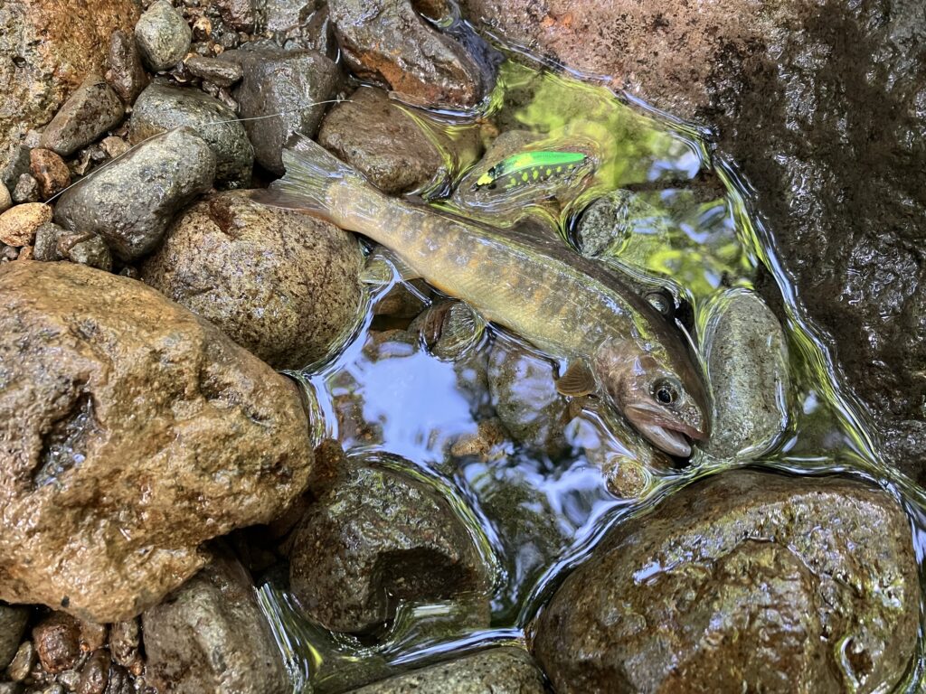 ダイワシルバークリークミノースローフォールカスタム40ｓｓで釣ったイワナ