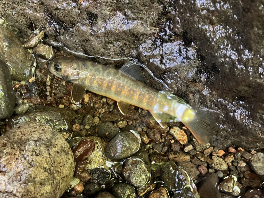 水辺の小石の上にいるヤマト系イワナ。魚体は細長く、頭部には特徴的な斑点が見られる。周囲は川の岩や砂利で構成されている。
