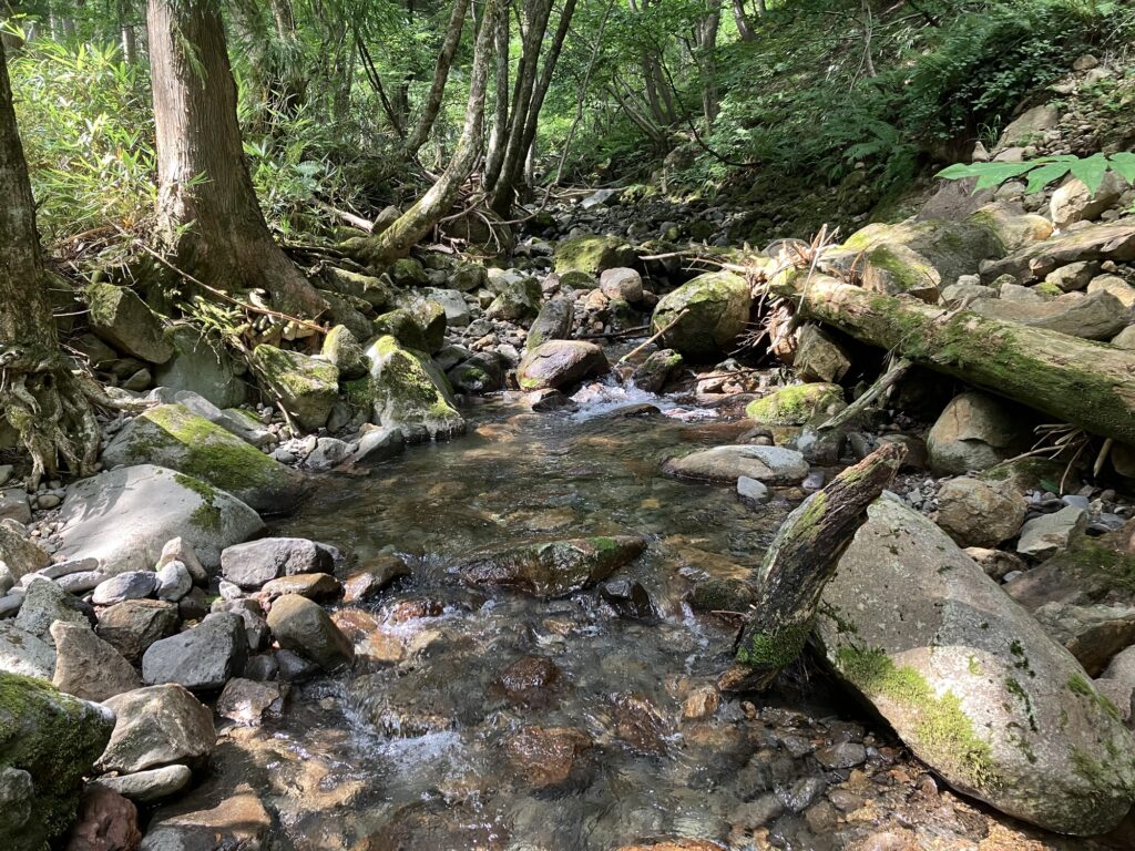 清流の中の石や倒木、周囲の緑が生い茂る風景。水流が穏やかで、周りには自然の木々が立ち並んでいる様子。