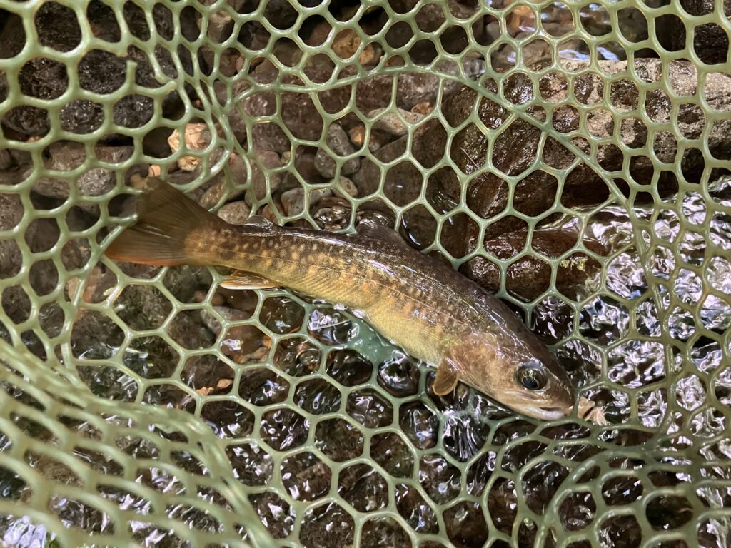 ダイワシルバークリークミノースローフォールカスタム40ｓｓで釣ったイワナ
