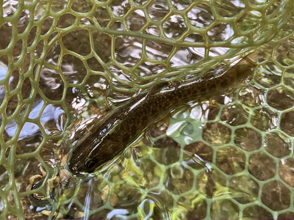 水の中にいる魚がネットに収まっている画像